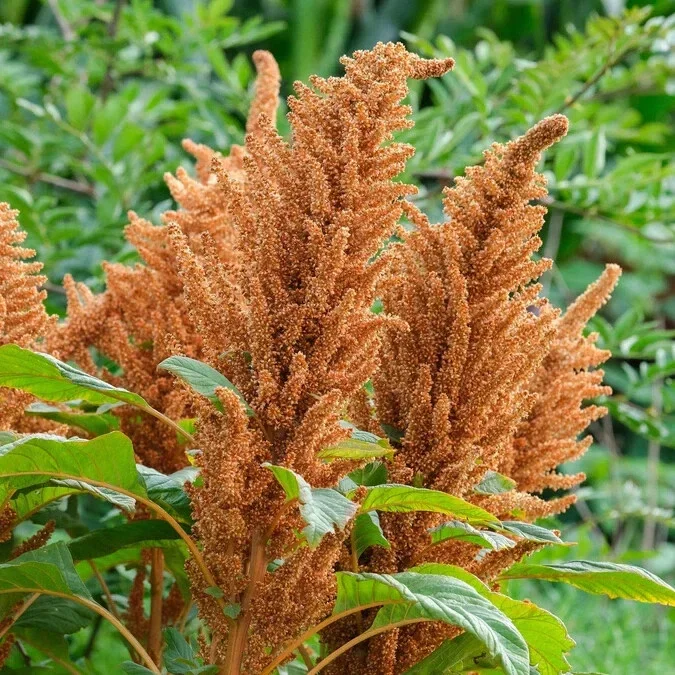 Amaranthus 'Hot Biscuits' Seeds - 500+ Flower Seeds for Garden - Image 2
