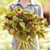 Amaranthus 'Hot Biscuits' Seeds - 500+ Flower Seeds for Garden - Image 1