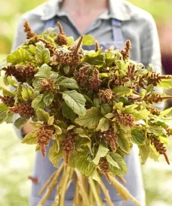 Amaranthus 'Hot Biscuits' Seeds - 500+ Flower Seeds for Garden - Image 1