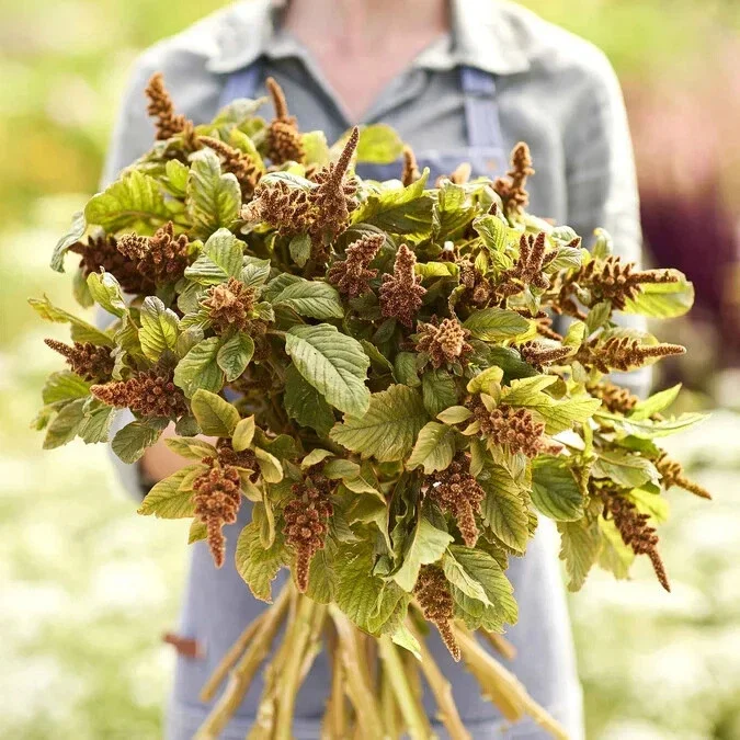 Amaranthus 'Hot Biscuits' Seeds - 500+ Flower Seeds for Garden - Image 1