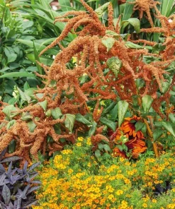 Amaranthus 'Hot Biscuits' Seeds - 500+ Flower Seeds for Garden - Image 3