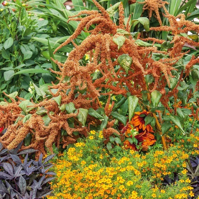 Amaranthus 'Hot Biscuits' Seeds - 500+ Flower Seeds for Garden - Image 3