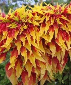 Amaranthus Perfecta Seeds - 500+ Count, Amaranthus cruentus, Outdoor - Image 2