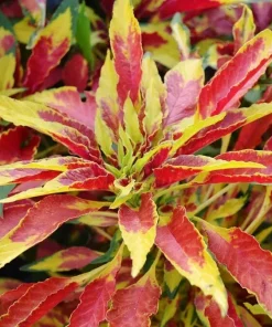 Amaranthus Perfecta Seeds - 500+ Count, Amaranthus cruentus, Outdoor - Image 3