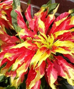 Amaranthus Perfecta Seeds - 500+ Count, Amaranthus cruentus, Outdoor - Image 1