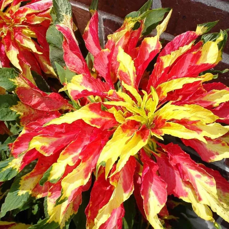 Amaranthus Perfecta Seeds - 500+ Count, Amaranthus cruentus, Outdoor - Image 1