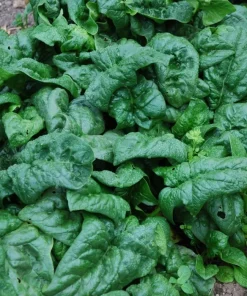 America Spinach Seeds - Non-GMO, Heat Tolerant, Smooth Leaf Vegetable Seeds - Image 2
