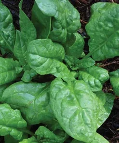 America Spinach Seeds - Non-GMO, Heat Tolerant, Smooth Leaf Vegetable Seeds - Image 1