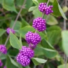 American Beauty Berry Live Shrub - Quart Pot - 6-12" Tall Outdoor Plant - Image 1