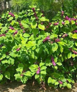 American Beautyberry Live Plant, Callicarpa americana Native Shrub, 1 Gallon Pot, Zone 6-10 - Image 2