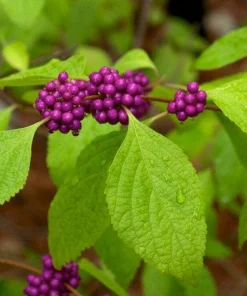 American Beautyberry Live Plant, Callicarpa americana Native Shrub, 1 Gallon Pot, Zone 6-10 - Image 3
