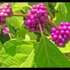 American Beautyberry Live Plant, Callicarpa americana Native Shrub, 1 Gallon Pot, Zone 6-10 - Image 1