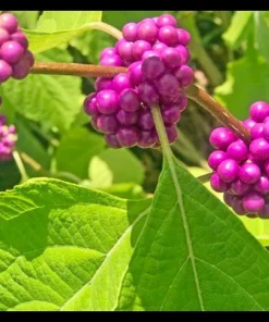 American Beautyberry Live Plant, Callicarpa americana Native Shrub, 1 Gallon Pot, Zone 6-10 - Image 1