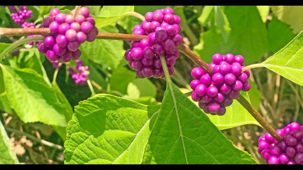 American Beautyberry Live Plant, Callicarpa americana Native Shrub, 1 Gallon Pot, Zone 6-10 - Image 1