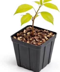 American Beautyberry Live Shrub - 4-8