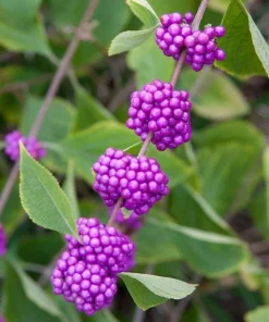 American Beautyberry Live Shrub - 4-8