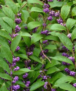 American Beautyberry Live Shrub - 4-8