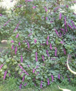 American Beautyberry Live Shrub - 4-8