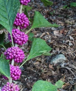 American Beautyberry Live Shrub - 4-8