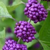 American Beautyberry Live Shrub - 4-8" Tall Plant in 2.5" Pot, Purple Berries - Image 1