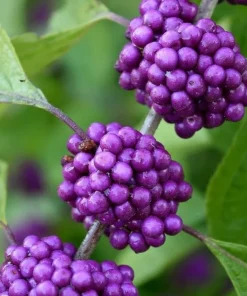 American Beautyberry Live Shrub - 4-8