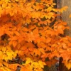 American Beech Live Plant – 1 Quart Pot, 18-24" Tall – Outdoor Shade Tree - Image 1
