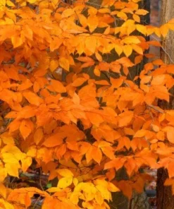 American Beech Live Plant – 1 Quart Pot, 18-24" Tall – Outdoor Shade Tree - Image 1