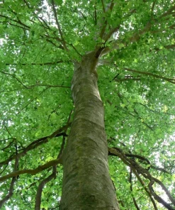 American Beech Live Plant – 1 Quart Pot, 18-24" Tall – Outdoor Shade Tree - Image 2