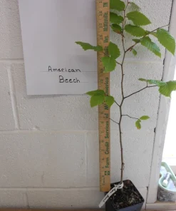 American Beech Live Plant – 1 Quart Pot, 18-24