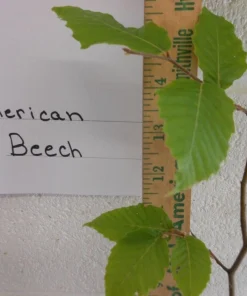 American Beech Live Plant – 1 Quart Pot, 18-24