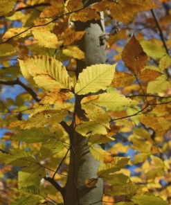 American Beech Live Plant – 1 Quart Pot, 18-24