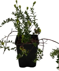 American Cranberry Bush Live Plant – 3.25