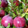 American Cranberry Bush Live Plant – 3.25" Pot – Groundcover for Zones 4-8 - Image 1
