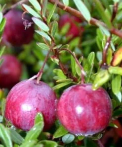 American Cranberry Bush Live Plant – 3.25