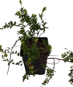 American Cranberry Bush Live Plant – 3.25