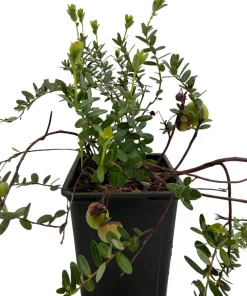 American Cranberry Bush Live Plant – 3.25