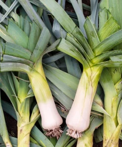 American Flag Leek Seeds - Allium Porrum Vegetable Seeds - 800 Seeds - Image 3