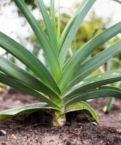 American Flag Leek Seeds - Allium Porrum Vegetable Seeds - 800 Seeds - Image 4