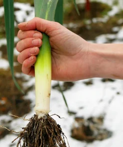 American Flag Leek Seeds - Allium Porrum Vegetable Seeds - 800 Seeds - Image 5