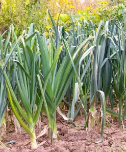 American Flag Leek Seeds - Allium Porrum Vegetable Seeds - 800 Seeds - Image 6