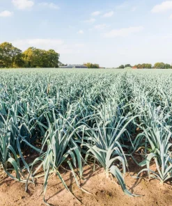 American Flag Leek Seeds - Allium Porrum Vegetable Seeds - 800 Seeds - Image 7