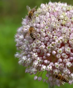 American Flag Leek Seeds - Allium Porrum Vegetable Seeds - 800 Seeds - Image 8