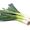 American Flag Leek Seeds - Allium Porrum Vegetable Seeds - 800 Seeds - Image 1