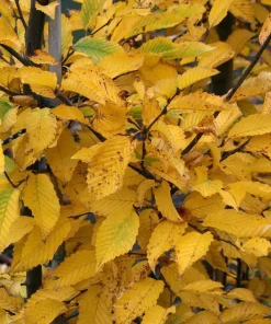 American Hornbeam Tree Live Plant – Carpinus caroliniana – Quart Pot – 6-12" Tall - Image 2