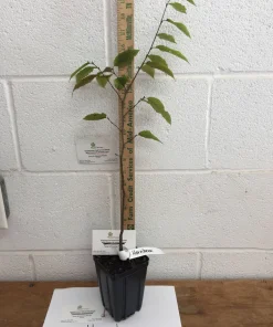 American Hornbeam Tree Live Plant – Carpinus caroliniana – Quart Pot – 6-12