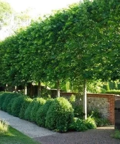 American Hornbeam Tree Live Plant – Carpinus caroliniana – Quart Pot – 6-12