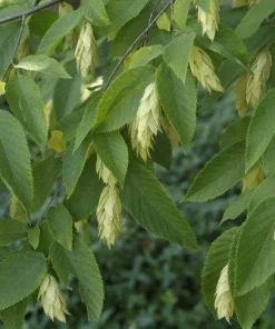 American Hornbeam Tree Live Plant – Carpinus caroliniana – Quart Pot – 6-12