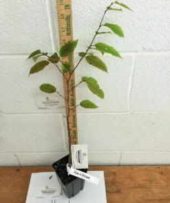 American Hornbeam Tree Live Plant – Carpinus caroliniana – Quart Pot – 6-12