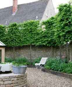 American Hornbeam Tree Live Plant – Carpinus caroliniana – Quart Pot – 6-12