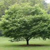 American Hornbeam Tree Live Plant – Carpinus caroliniana – Quart Pot – 6-12" Tall - Image 1
